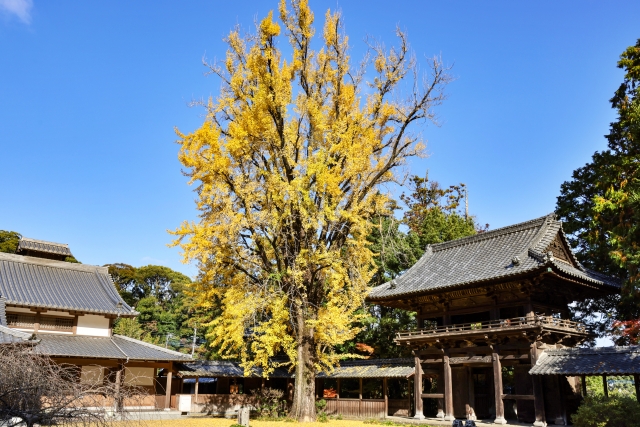 境内の倒木で損害賠償のリスクも…適切な管理を！